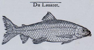 Dessin du lavaret (poisson des lacs alpins) par G. Rondelet © Museum d’histoire naturelle