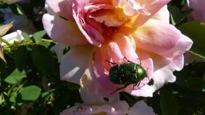 Cétoine dorée sur rose