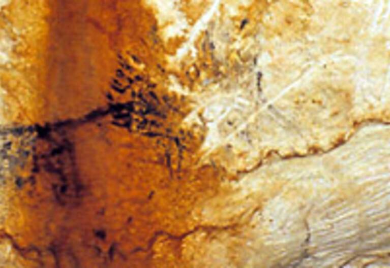 Panneau des chevaux noirs (Chv1-4), partie émergée de la grotte du Paléolithique supérieur