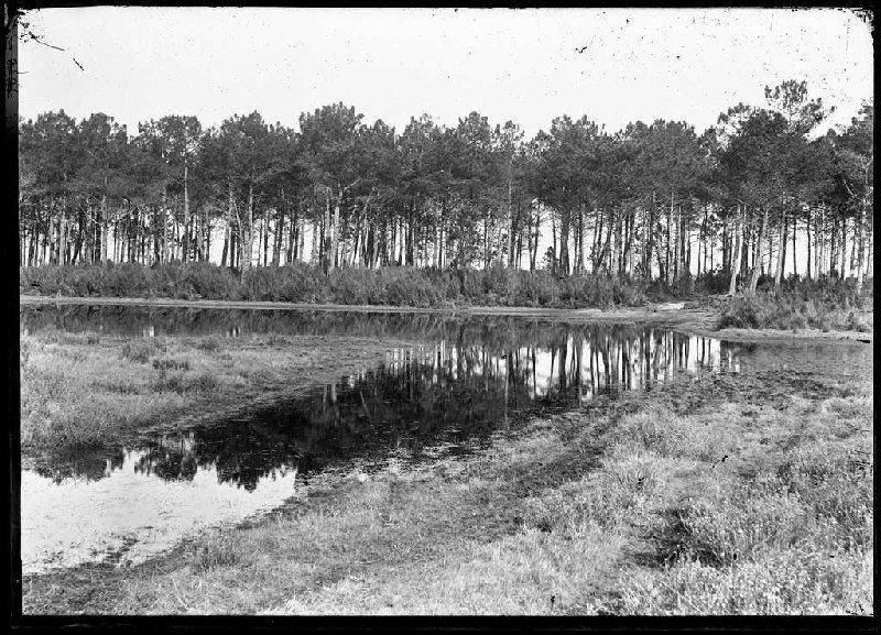 Arnaudin Félix, Lagune - La Bruze (Commensacq) (Titre attribué), collodion verni, verre, négatif, Bordeaux, musée d'Aquitaine © Société Tribvn 2009-2010