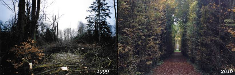 Bosquet du drapeau anglais à Champs-sur-Marne après la tempête de 1999 et après régénération naturelle en 2016 - credit photo jms.jpg