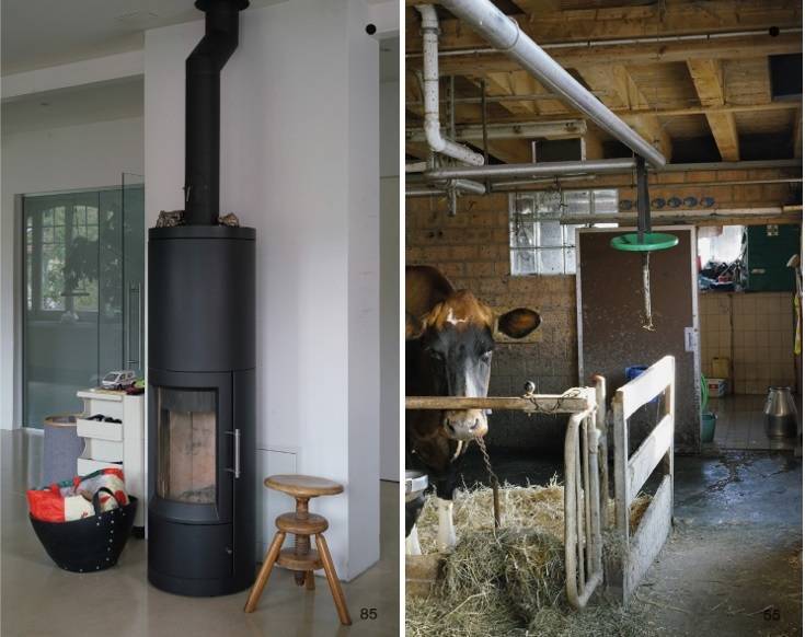 vache-site.jpg