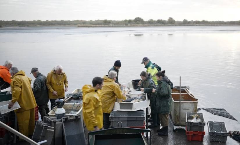 Des hommes et des femmes en ciré s'affairent à trier du poisson dans des bacs, sur le bord d'un étang.