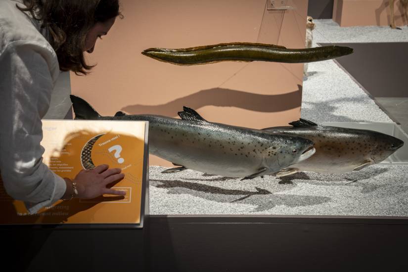 femme regardant des poissons avec une pancarte explicative