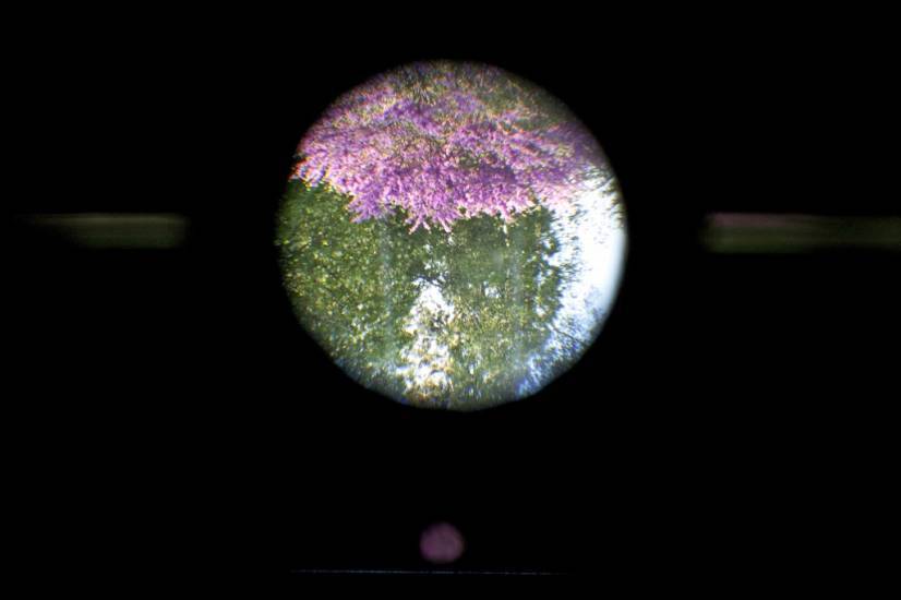 photo avec du noir et un cercle au milieu qui repr&eacute;sente un jardin avec des fleurs violettes