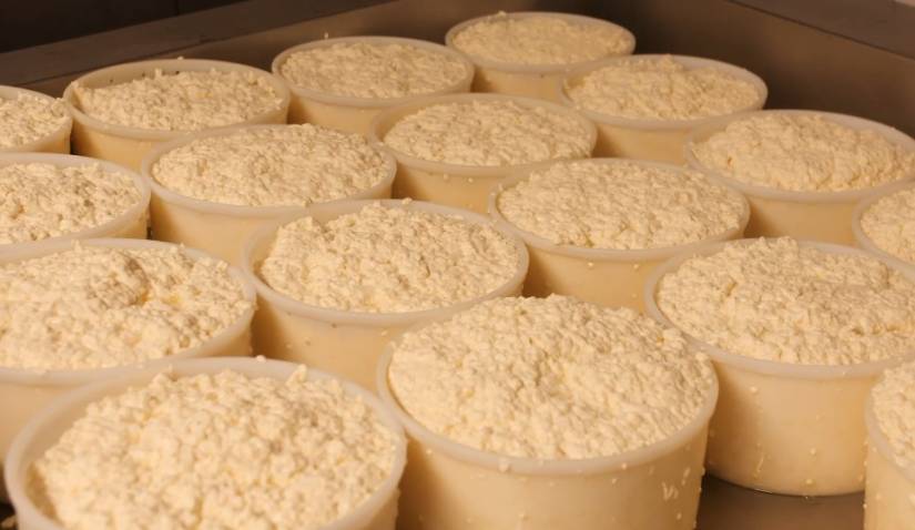 Zoom sur un plateau de fromages moulés à la louche en cours d'égouttage.