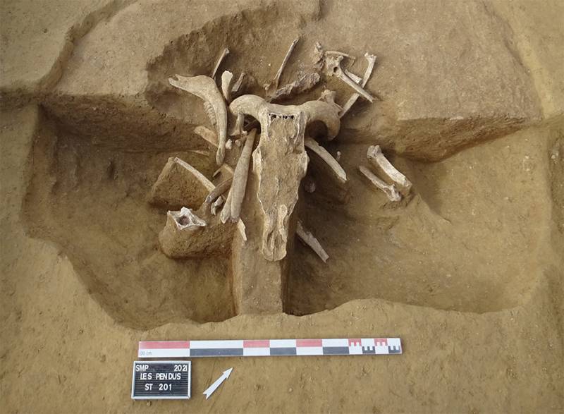 Dépôt d’auroch adulte daté de 1 800 - 1 600 avant notre ère. Mis au jour à Saint-Martin-sur-le-Pré (51) « Les Pendus » en 2021