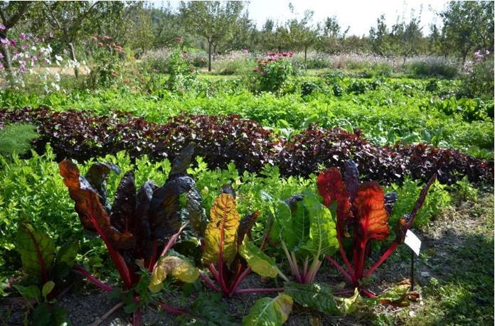 Parcelle de légumes du potager-fruitier 1.jpg