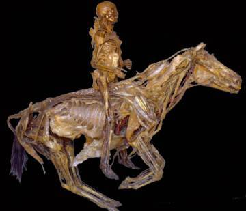 Fragonard Honoré, Ecorché d'homme et de cheval, suif de mouton, résine (mélèze), térébenthine de Venise, 1765, Maisons-Alfort, musée Fragonard © Sagaphoto