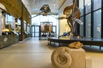 Fossiles et squelettes de dinosaures exposés au Paléospace