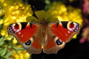 papillon rouge du jardin botanique de Sedan