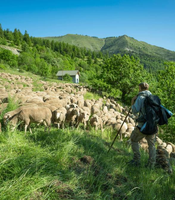 Un berger contemple son troupeau de brebis dans les alpages des Alpes-de-Haute-Provence.