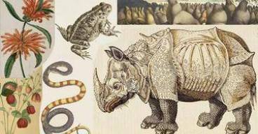 illustration ancienne : rhinocéros, grenouille, serpent, fleurs etc.
