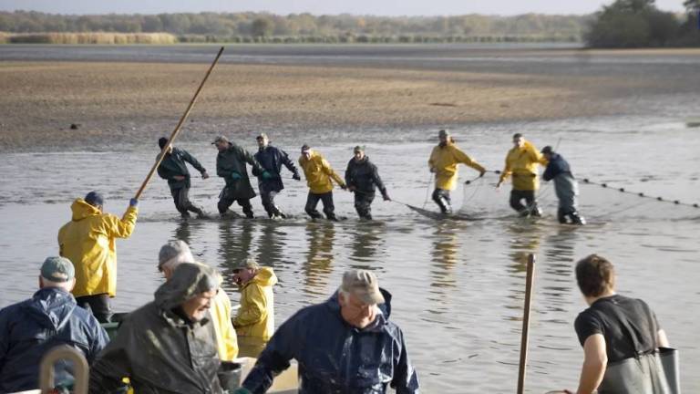 Des pêcheurs tendent un immense filet dans un étang de Brenne. Au premier plan, d'autres hommes trient le poisson pêché.