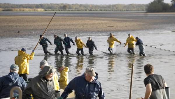 Des pêcheurs tendent un immense filet dans un étang de Brenne. Au premier plan, d'autres hommes trient le poisson pêché.