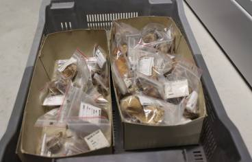 Objets archéologiques du MAN récolés à la Maison de l'archéologie du Pas-de-Calais .JPG