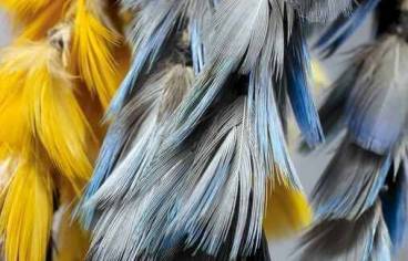 Plumes, insectes, coton, fibres végétales, bois