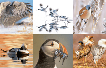 Six photos d'oiseaux exotiques
