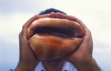 Écho - 2005 Thierry Fontaine.jpg