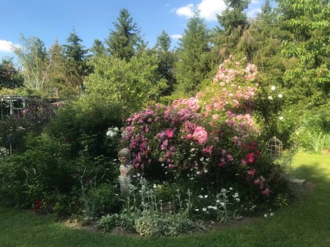 (18) Vierzon : Mon jardin senteurs de roses