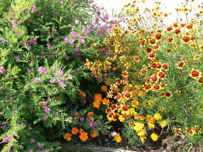 (41) Le Controis-en-Sologne : jardin du château de Fougères sur Bièvre