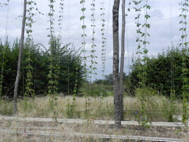 Le jardin de la bière