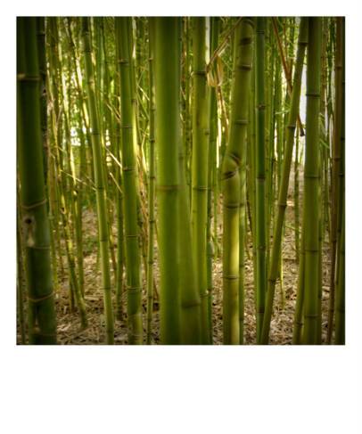 Parc aux Bambous, Lapenne, Broque