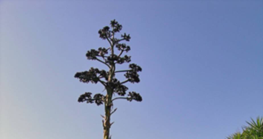 Les Jardins De Provence Alpes Cote D Azur En Images