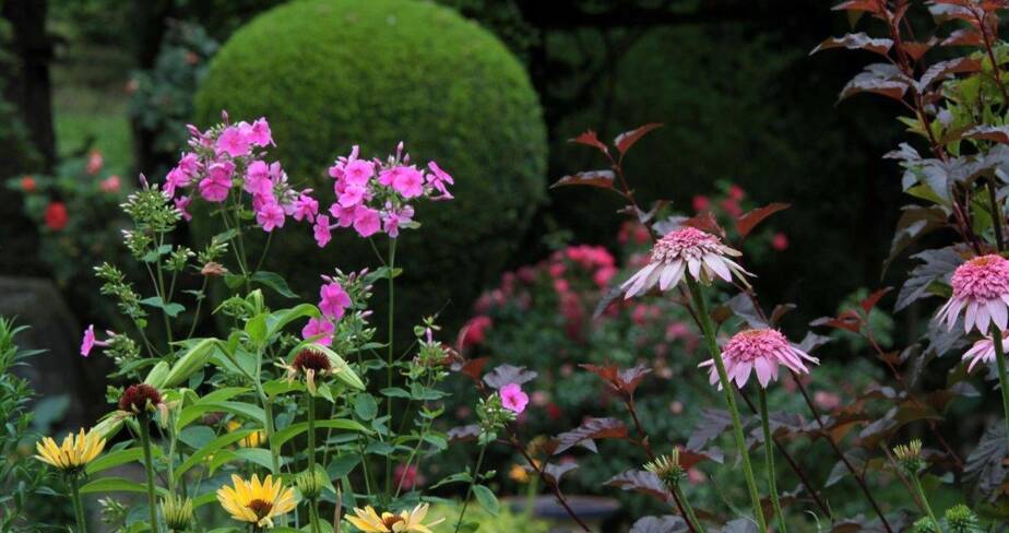 Gros plan sur des fleurs