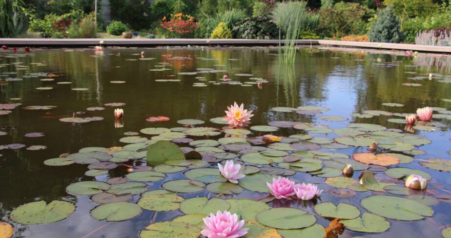 Pièce d'eau et nénuphars