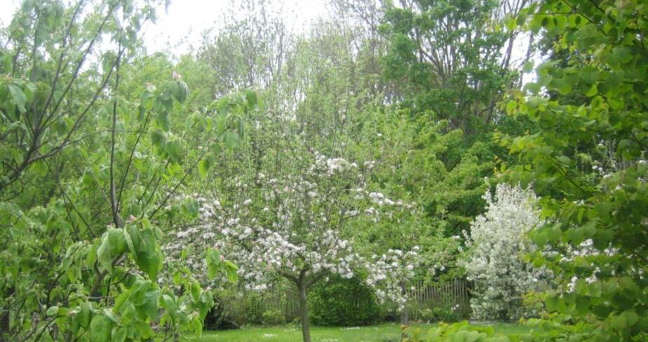 Cerisier du japon en fleurs