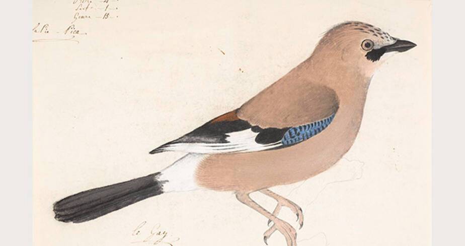 Exposition d'intérêt national : "Jean-Jacques Audubon, dessins de jeunesse"