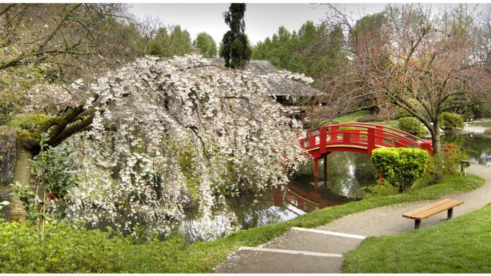 Toulouse_Jardin_japonais.JPG