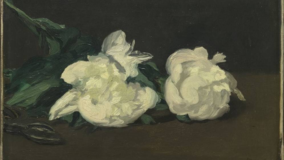 peinture, fleurs branche pivoines blanches sécateur