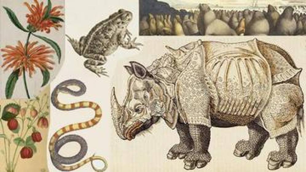 illustration ancienne : rhinocéros, grenouille, serpent, fleurs etc.